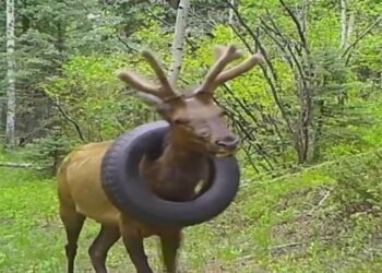 Viral Video: ಟೈರ್‌ನಿಂದ ಕಡವೆಗೆ ಮುಕ್ತಿ