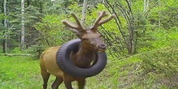 Viral Video: ಟೈರ್‌ನಿಂದ ಕಡವೆಗೆ ಮುಕ್ತಿ