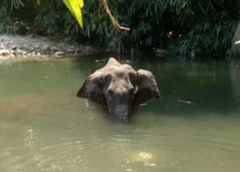 killing of pregnant elephant: ಒಂದೂವರೆ ವರ್ಷದ ಬಳಿಕ ಆನೆ ಕೊಂದ ಆರೋಪಿ ಅರೆಸ್ಟ್‌