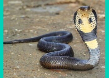 Husband jailed for killing wife by leaving cobra on her
