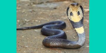 Husband jailed for killing wife by leaving cobra on her