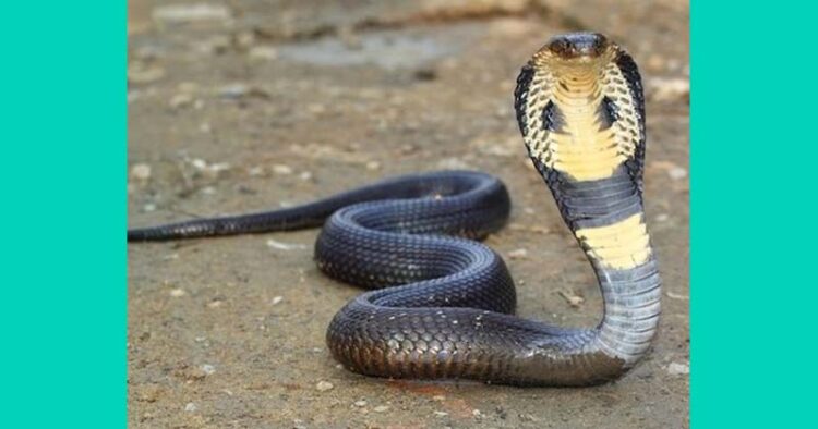 Husband jailed for killing wife by leaving cobra on her