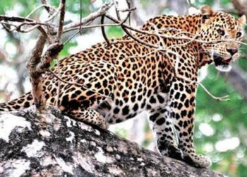 Collection Leopard