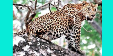 Collection Leopard