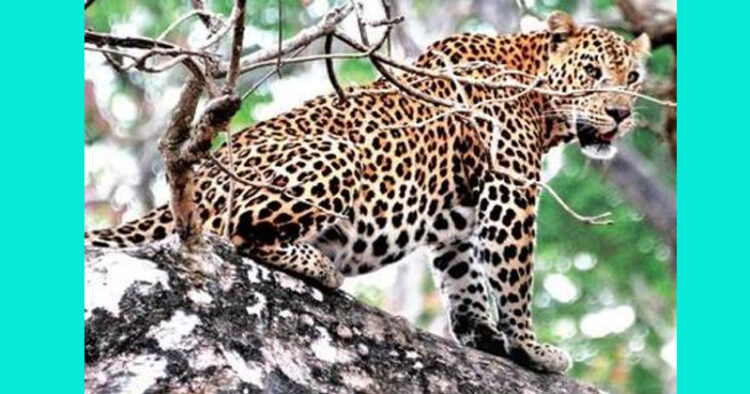 Collection Leopard