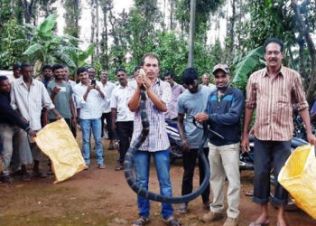 King Cobra captured in Durgahalli