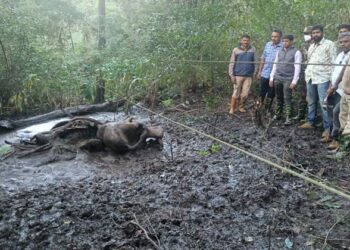 Elephant's decomposed body found near Jagara