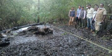 Elephant's decomposed body found near Jagara