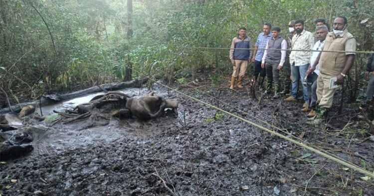 Elephant's decomposed body found near Jagara