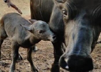 Buffalo calf: ಭಾರತದ ಮೊದಲ ಐವಿಎಫ್ ‘ಬನ್ನಿ’ ತಳಿಯ ಎಮ್ಮೆ ಕರು ಜನನ.!