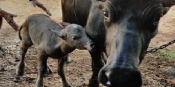 Buffalo calf: ಭಾರತದ ಮೊದಲ ಐವಿಎಫ್ ‘ಬನ್ನಿ’ ತಳಿಯ ಎಮ್ಮೆ ಕರು ಜನನ.!