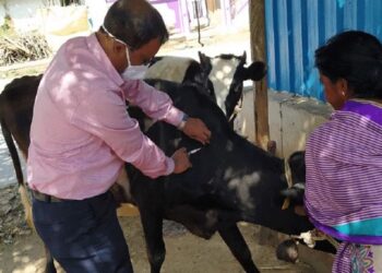 Lasika Campaign: ಜಿಲ್ಲಾದ್ಯಂತ ಕಾಲುಬಾಯಿ ರೋಗಕ್ಕೆ ಲಸಿಕಾ ಅಭಿಯಾನ