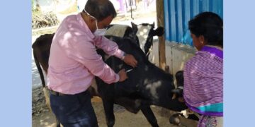 Lasika Campaign: ಜಿಲ್ಲಾದ್ಯಂತ ಕಾಲುಬಾಯಿ ರೋಗಕ್ಕೆ ಲಸಿಕಾ ಅಭಿಯಾನ