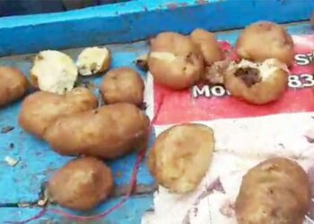 Mite in vegetables: ಮಡಿಕೆ ಪಾನಿಪೂರಿ ತಯಾರಿಸುವ ತರಕಾರಿಗಳಲ್ಲಿ ಹುಳ