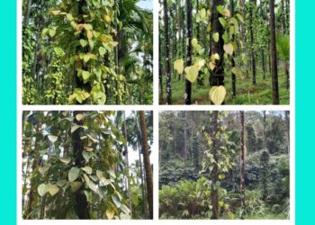 ಕಾಳು ಮೆಣಸಿನಲ್ಲಿ ಶೀಘ್ರ ಸೊರಗುರೋಗ