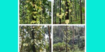 ಕಾಳು ಮೆಣಸಿನಲ್ಲಿ ಶೀಘ್ರ ಸೊರಗುರೋಗ