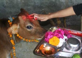 Gopuja: ದೀಪಾವಳಿ ಹಬ್ಬದಂದು ದೇವಾಲಯಗಳಲ್ಲಿ ಗೋಪೂಜೆ ಮಾಡಿ