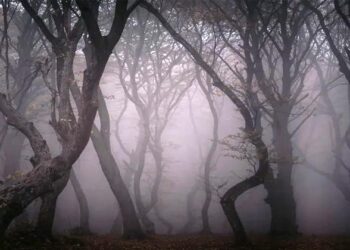 jungle: ವಿಶ್ವದ ನಿಗೂಢ ಕಾಡಿನ ಕಥೆ ಕೇಳಿದ್ದೀರಾ?