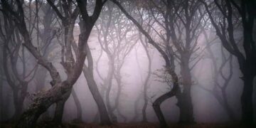 jungle: ವಿಶ್ವದ ನಿಗೂಢ ಕಾಡಿನ ಕಥೆ ಕೇಳಿದ್ದೀರಾ?