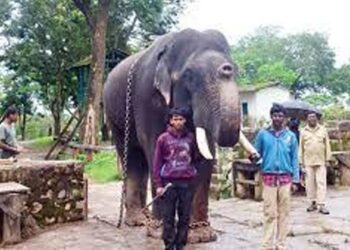ಮೈಸೂರು ದಸರಾಗೆ ಪಟ್ಟದ ಆನೆ ಧನಂಜಯ ಆಯ್ಕೆ