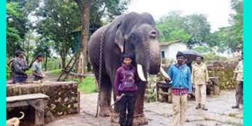 ಮೈಸೂರು ದಸರಾಗೆ ಪಟ್ಟದ ಆನೆ ಧನಂಜಯ ಆಯ್ಕೆ