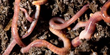earthworm