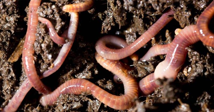 earthworm