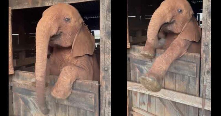 Elephant-Cub-Kenya
