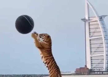 Tiger Playing