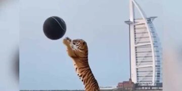 Tiger Playing