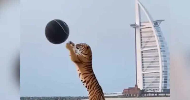 Tiger Playing