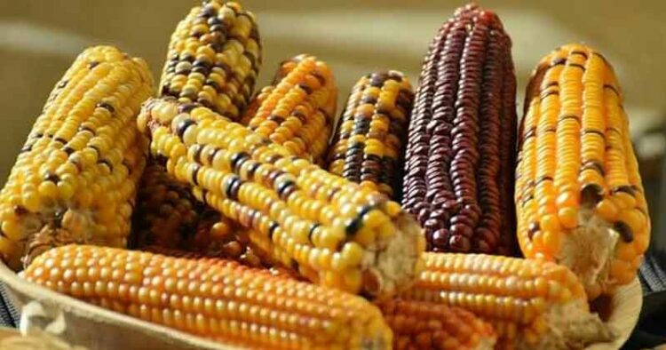 Maize-Crop