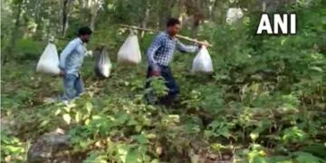 ಮಕ್ಕಳ ಹಸಿವಿಗೆ ಮಿಡಿಯುವ ಶಿಕ್ಷಕರ ತಾಯಿಹೃದಯ – ಪ್ರತಿನಿತ್ಯ ಪಡಿತರ ವಸ್ತುಗಳನ್ನು ಹೊತ್ತು ದುರ್ಗಮ ಹಾದಿಯಲ್ಲಿ ನಡೆಯುವ ಶಿಕ್ಷಕರು