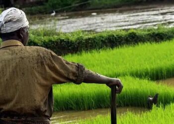 Mandal Farmer: ಮಳೆಯ ನಡುವೆ ಮಲೆನಾಡಿನ ರೈತ ಜೀವನದ ಸೆಣಸಾಟ