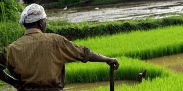 Mandal Farmer: ಮಳೆಯ ನಡುವೆ ಮಲೆನಾಡಿನ ರೈತ ಜೀವನದ ಸೆಣಸಾಟ