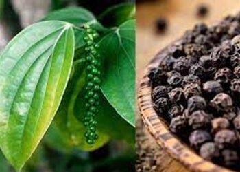 ಕಾಳು ಮೆಣಸಿನ ಬಂಪರ್ ಬೆಲೆ…!