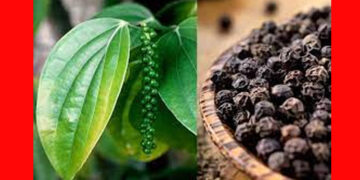 ಕಾಳು ಮೆಣಸಿನ ಬಂಪರ್ ಬೆಲೆ…!