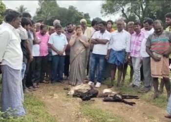 Washed away Januwara:  ಭಾರೀ ಮಳೆಗೆ ಕೊಚ್ಚಿಹೋದ 15 ಕುರಿ ಮರಿ  2 ಹಸುಗಳು