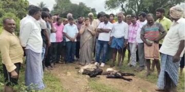 Washed away Januwara:  ಭಾರೀ ಮಳೆಗೆ ಕೊಚ್ಚಿಹೋದ 15 ಕುರಿ ಮರಿ  2 ಹಸುಗಳು