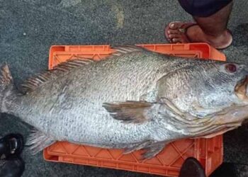 Rare fish: 1.81 ಲಕ್ಷಕ್ಕೆ ಮಾರಾಟವಾದ ಅಪರೂಪದ ಮೀನು