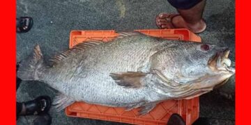 Rare fish: 1.81 ಲಕ್ಷಕ್ಕೆ ಮಾರಾಟವಾದ ಅಪರೂಪದ ಮೀನು