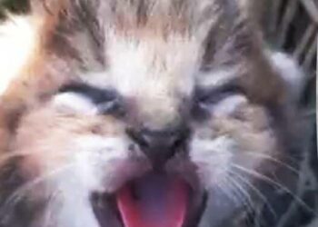 ದಾರಿ ತಪ್ಪಿ ಬಂದ ಕಾಡು ಬೆಕ್ಕಿನ ಐದು ಮರಿಗಳನ್ನು ರಕ್ಷಿಸಿದ ಗ್ರಾಮಸ್ಥರು