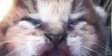 ದಾರಿ ತಪ್ಪಿ ಬಂದ ಕಾಡು ಬೆಕ್ಕಿನ ಐದು ಮರಿಗಳನ್ನು ರಕ್ಷಿಸಿದ ಗ್ರಾಮಸ್ಥರು