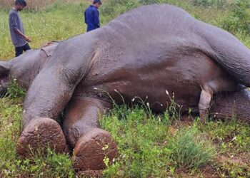 ವಿದ್ಯುತ್ ತಂತಿ ಸ್ಪರ್ಶಿಸಿ ಸಲಗ ಸಾವು