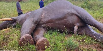 ವಿದ್ಯುತ್ ತಂತಿ ಸ್ಪರ್ಶಿಸಿ ಸಲಗ ಸಾವು