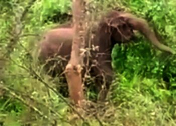 Marianne’s protection: ನೀರಿನಲ್ಲಿ ಸಿಲುಕಿಕೊಂಡಿದ್ದ ಮರಿಯಾನೆಯ ರಕ್ಷಣೆ