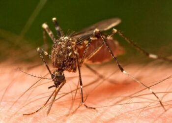 ಹೆಚ್ಚುತ್ತಿದೆ ಡೆಂಗ್ಯೂ ಪ್ರಕರಣ: ಸೋಂಕಿನಿಂದ ರಕ್ಷಣೆಗೆ ಏನೇನು ಮಾಡಬೇಕು?