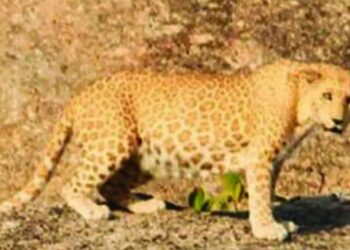 ರಾಜಸ್ಥಾನದ ಅರಾವಳಿ ಪರ್ವತ ಶ್ರೇಣಿಯಲ್ಲಿ ಗುಲಾಬಿ ಚಿರತೆ ಪ್ರತ್ಯಕ್ಷ!