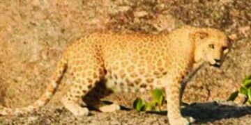 ರಾಜಸ್ಥಾನದ ಅರಾವಳಿ ಪರ್ವತ ಶ್ರೇಣಿಯಲ್ಲಿ ಗುಲಾಬಿ ಚಿರತೆ ಪ್ರತ್ಯಕ್ಷ!