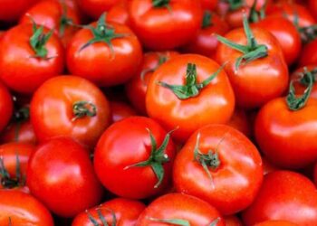 Record written tomato rate: ದಾಖಲೆ ಬರೆದ ಟೊಮೆಟೊ ದರ : ಕೆಜಿಗೆ 150 ರೂ. !